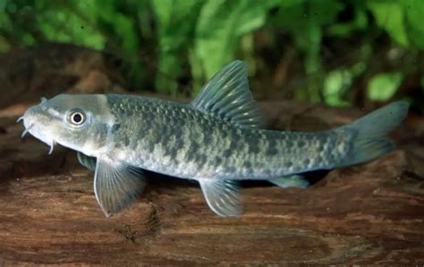 The 19 Best Algae Eating Fish For Freshwater Tanks Fishkeepup