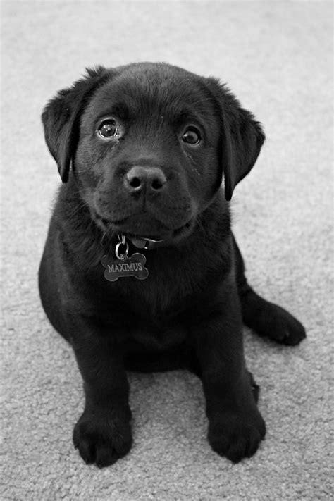 See more of black lab puppy on facebook. Black English Lab Puppy - My puppy Max | English lab ...