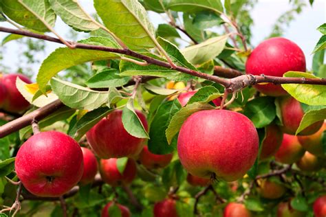 The Meaning And Symbolism Of The Word Apple Tree