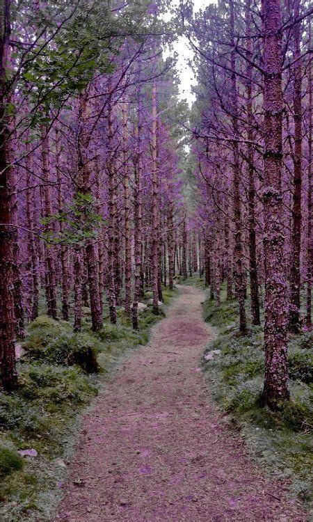 The 25 Best Enchanted Forest Scotland Ideas On Pinterest