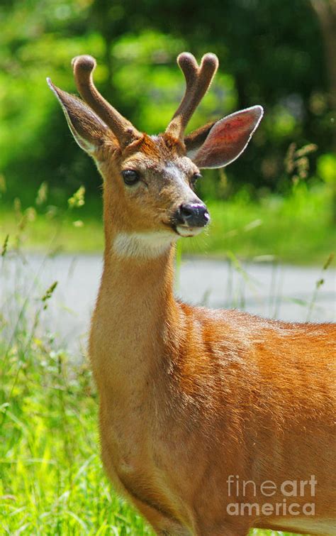 Wild Deer Photograph By Randy Harris