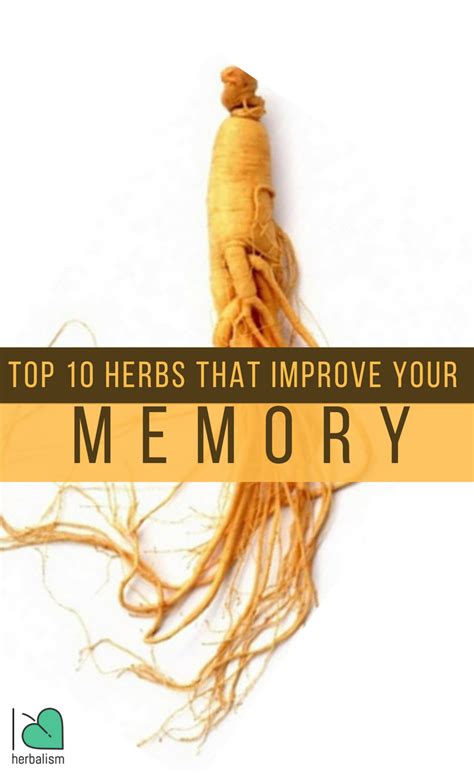 Top 10 Herbs That Improve Your Memory Naturally With Images