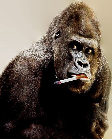 Monkey Smoking Poster By Macacadesigns Redbubble