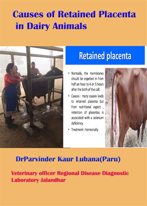 Causes Of Retained Placenta In Dairy Animals Pashudhan Praharee