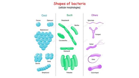 What Are Types Of Bacteria
