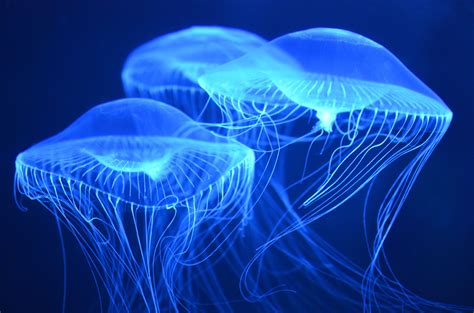 Beautiful Blue Jellies Beautiful Sea Creatures Ocean Creatures
