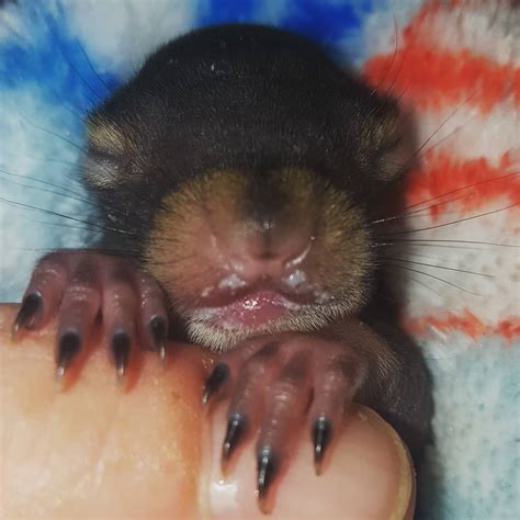 10 Newborn Animals That Can Melt Your Heart With Their Cuteness Paws