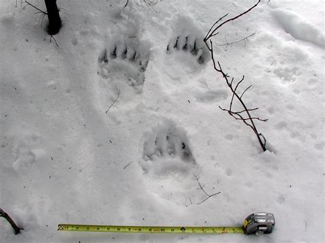 bear tracks and trails bear tracks black bear sign grizzly bear hunting