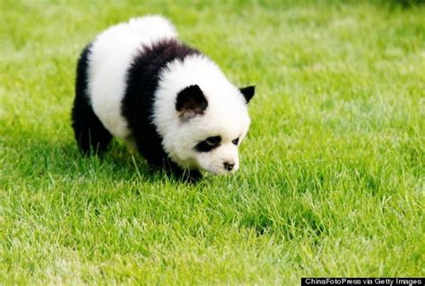 Look Panda Dogs Are Dogs That Look Like Pandas Panda