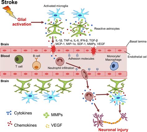 Which Glial Cell Helps To Form The Blood Brain Barrier Body Only Now