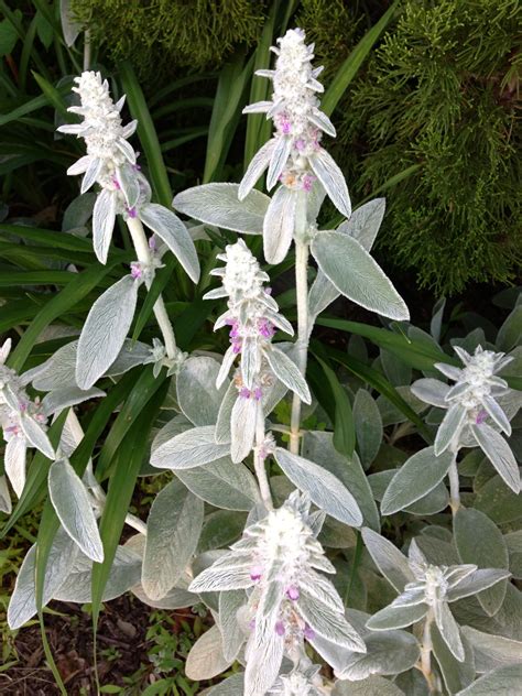 Lambs Ears Lambs Ear Plants Backyard