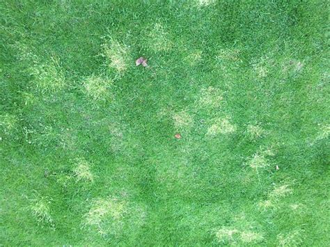 Light Grass Patches In My Grass — Bbc Gardeners World Magazine