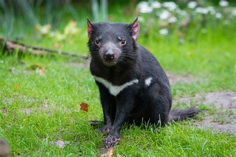 Eleven tasmanian devils have been reintroduced to mainland australia, more than 3,000 years after they died out there. Wallpaper : tasmanian devil, predator, grass 6000x4000 ...