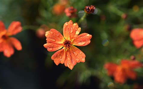 Download 3840x2400 Wallpaper Drops Orange Flowers Flora