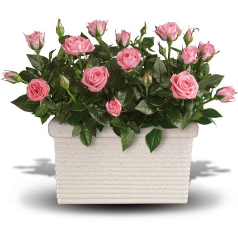 Guide For Growing Miniature Roses Indoors Miniature Rose