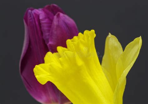 Yellow Daffodil With Purple Tulip On Black Background Stock Image
