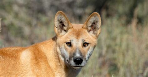 Dingo Animal Facts Canis Lupus Dingo A Z Animals