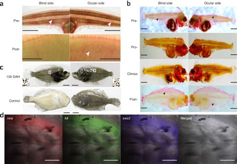 Visual Opsins Establish The Asymmetric Ra Gradient During Flatfish