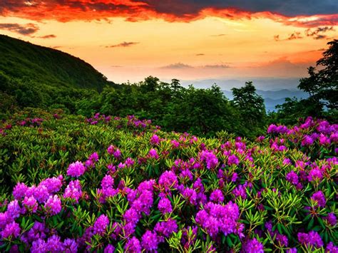 Purple Spring Flowers Forest Green Red Dark Cloud Mountain