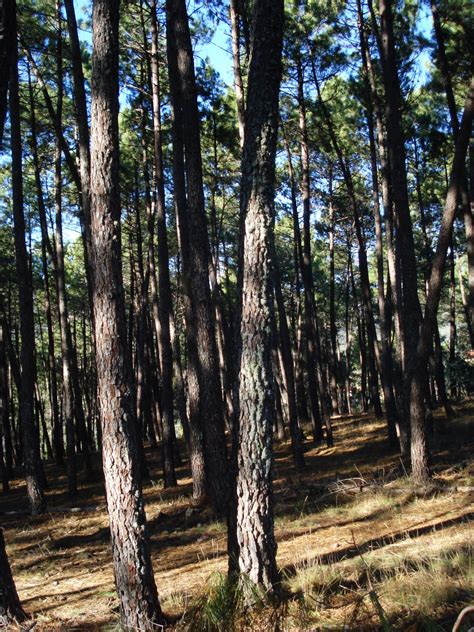 Dos Enxidros Série II Sementeira de pinheiros