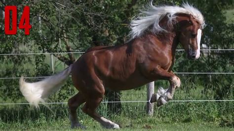 10 Most Beautiful Horse Breeds In The World Youtube