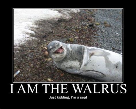 Oh You Silly Beast Elephant Seal Got Jokes Funny Animal Pictures