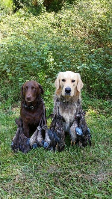 Golden Retreiver and Chocolate lab duck hunting Teal ...