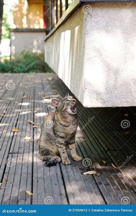 Meowing Cat Stock Photo Image Of Brown Corner Noise 27059612