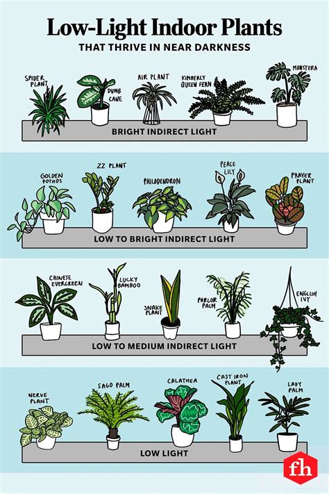 Low Light Indoor Plants Plant Decor Indoor House Plants Indoor