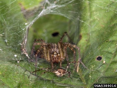 Funnel Web Spider Agelenopsis Spp Araneae Agelenidae 5389016