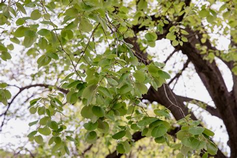 10 Species Of Linden Trees For Your Landscape