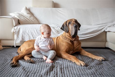 Why Are Dogs Protective Of Human Babies