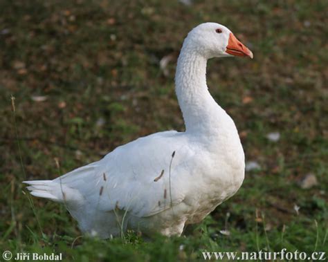 Animals And Birds Goose Profile And Pic S
