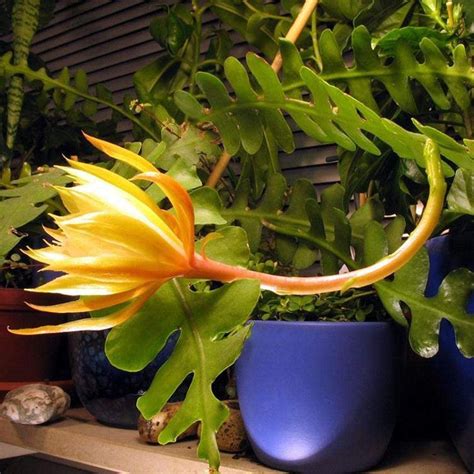 The south american native grows in the shady forests of southeastern brazil. Fishbone Cactus Care - How To Grow And Care For Zig Zag Cactus