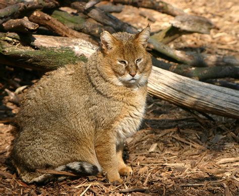 Jungle Cat Felis Chaus Wiki Display Full Image