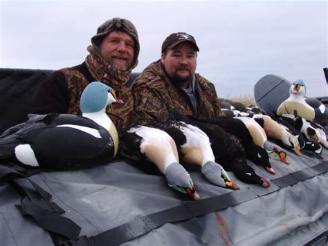Aleutianislandsduckhunting Alaska Duck Hunting King Eider Hunting