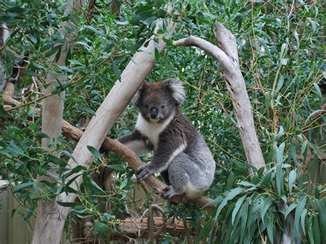 Koala 4k Wallpapers For Your Desktop Or Mobile Screen Free And Easy To