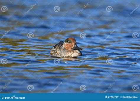 Male Green Winged Teal Duck Swimming On Lake Stock Image Image Of