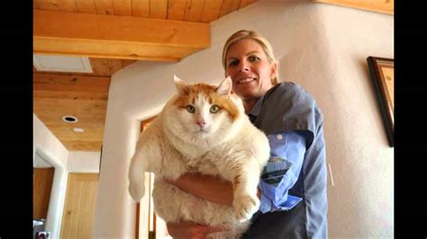 Biggest House Cat In The World
