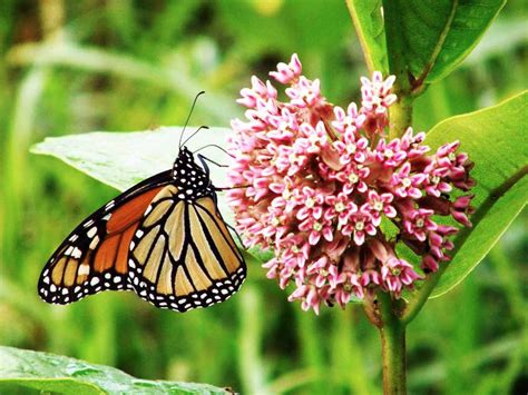 How To Plant Milkweed For Butterflies