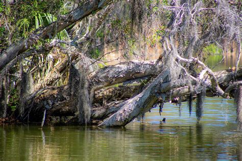 Swamp Tree Photograph By Darrell Hutto Fine Art America