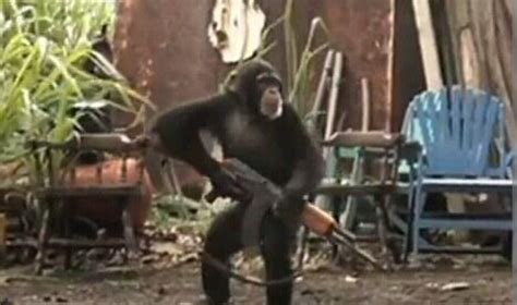 Create Meme Monkey With A Kalash A Monkey With A Machine Gun