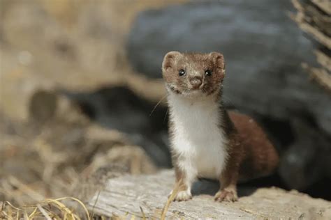 Considering Owning A Pet Weasel Here Is Everything You Need To Know