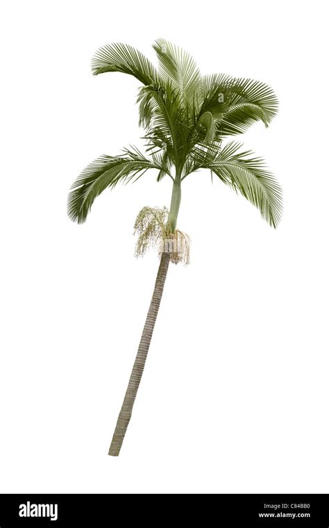 Coconut Tree Hi Res Stock Photography And Images Alamy