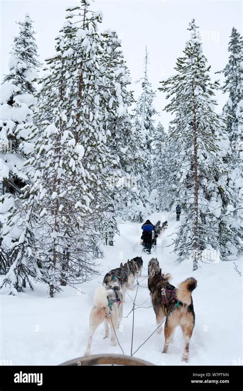 Siberian Husky Dogs Pulling Sled Through Forest Inside Riisitunturi