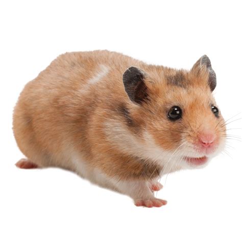 Pet Smart Hamster The O Guide