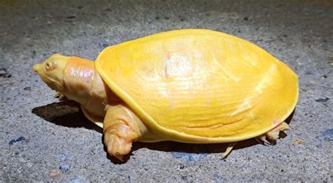 Rare Yellow Turtle Found In India