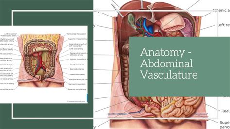 Anatomy Laboratory Vasculature Of The Abdomen Youtube