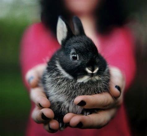 Happy Rabbit Rabbit Animals And Pets Funny Animals Wild Animals