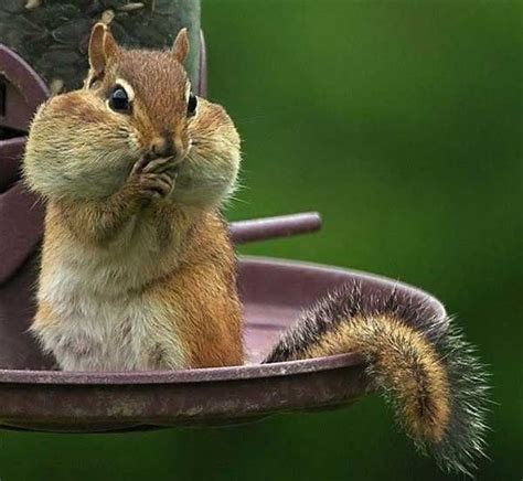 Lmbo Stacey Still Does This Looks Like This Chipmunk Squir Is Covering His Mouth Going What